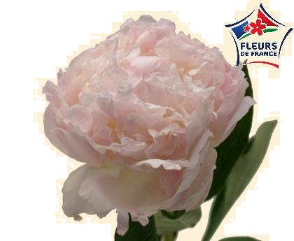 PIVOINE FLORENCE NICHOLLS  50 FDF